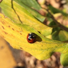 Coccinella septempunctata