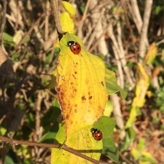 Coccinella septempunctata