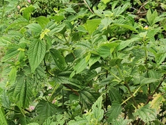 Boehmeria macrophylla