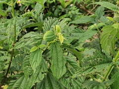 Boehmeria macrophylla