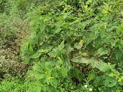 Boehmeria macrophylla