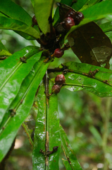 Phyllobotryum spathulatum