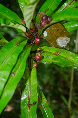 Phyllobotryum spathulatum