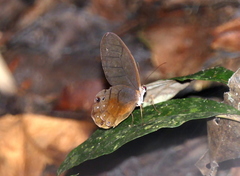 Haetera piera