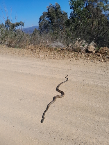 Coastal Carpet Python sighting