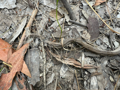 Elapid Snakes sighting