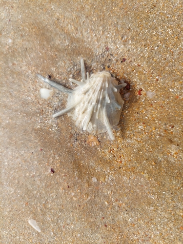 Victoria’s Thorny Oyster
