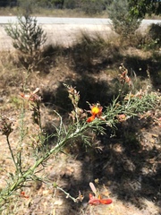 Jacksonia furcellata