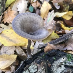 Pseudoclitocybe cyathiformis