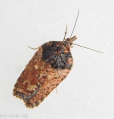 Acleris busckana