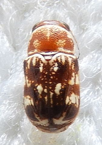 Pachybrachis sanrita