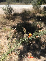 Jacksonia furcellata