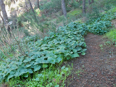 Arisarum