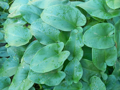 Arisarum