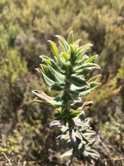 Lobostemon argenteus