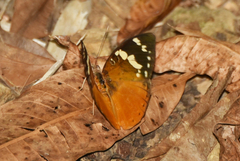 Aterica rabena