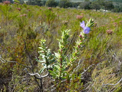 Lobostemon argenteus