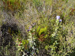 Lobostemon argenteus