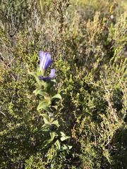 Lobostemon argenteus