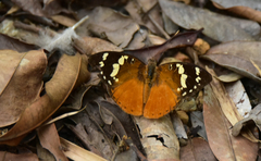 Aterica rabena