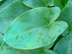 Arisarum
