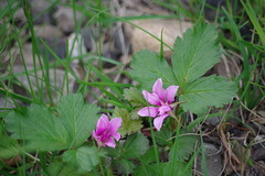 Rubus arcticus acaulis