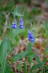 Mertensia paniculata paniculata