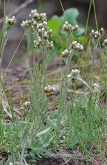 Antennaria friesiana