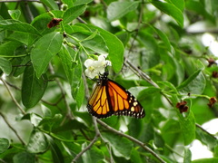 Danaus plexippus megalippe