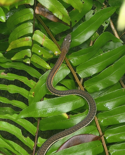 Palawan bronzeback