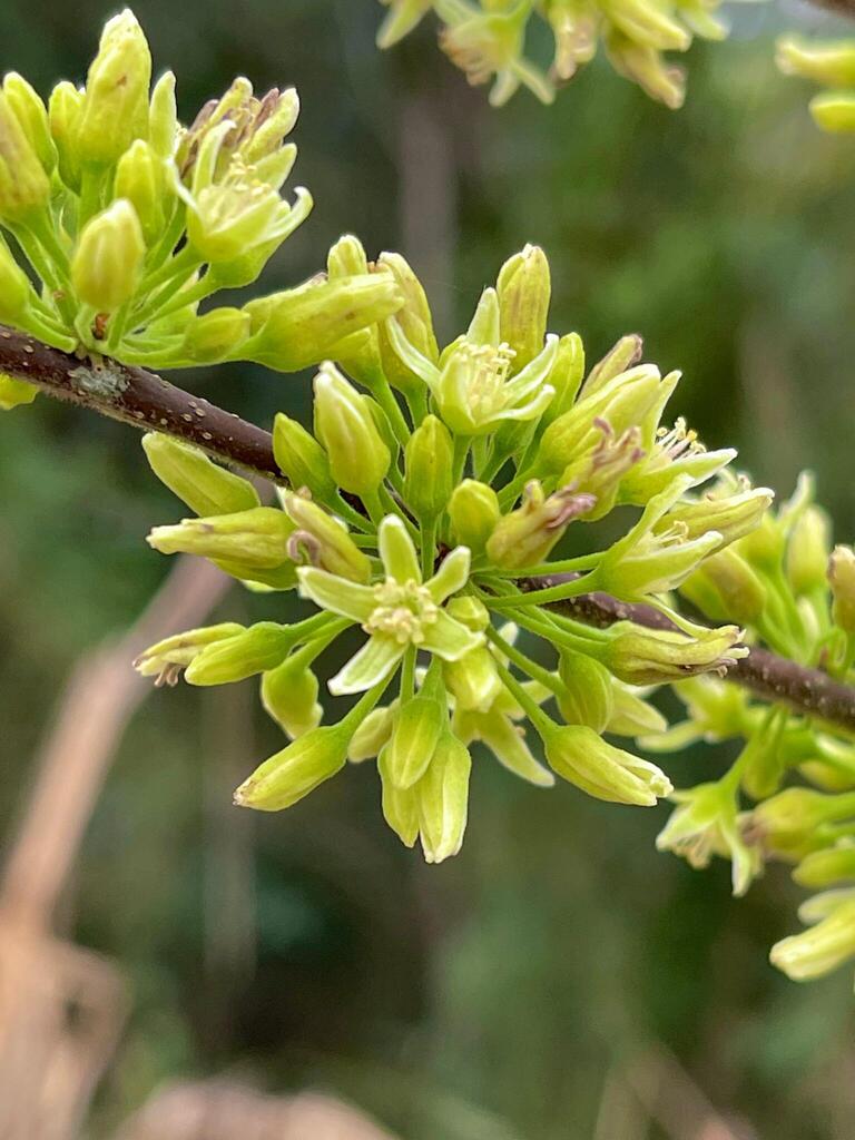 Casearia lasiophylla