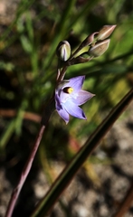 Thelymitra peniculata