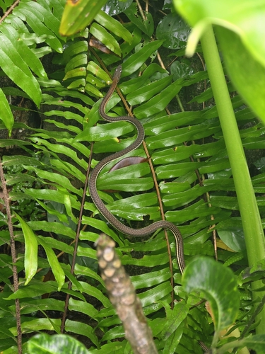 Palawan bronzeback