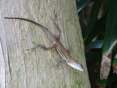 Anolis lineatus