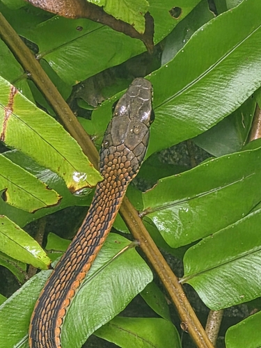 Palawan bronzeback