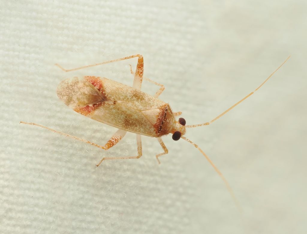 Phytocoris olseni