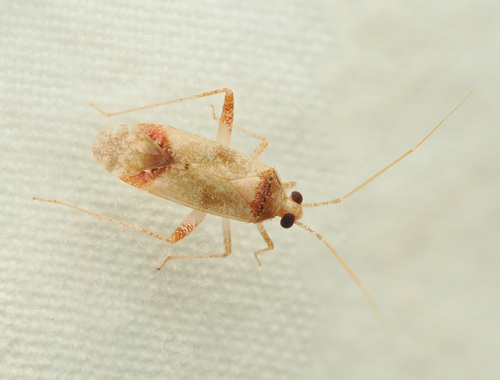 Phytocoris olseni