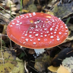 Amanita muscaria