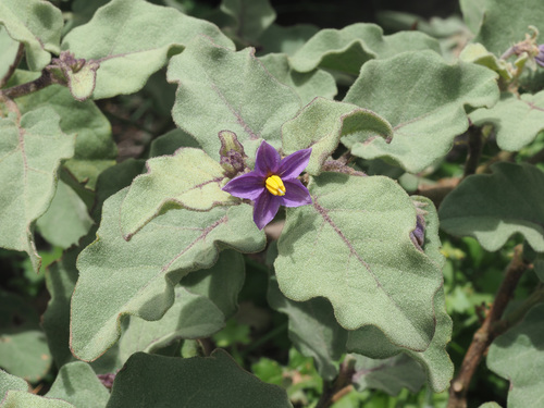 Solanum tomentosum