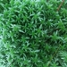 Sphagnum junghuhnianum - Photo (c) Dmitry Ivanov, alguns direitos reservados (CC BY-NC), uploaded by Dmitry Ivanov