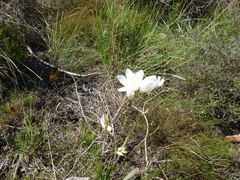 Ixia leucantha