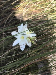 Ixia leucantha