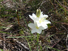 Ixia leucantha