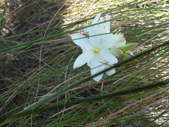 Ixia leucantha