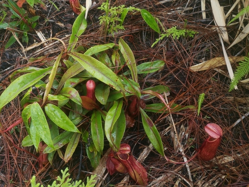 Nepenthes Kampotiana · Inaturalist