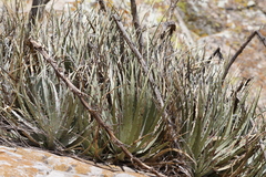 Hechtia podantha, photograph author not stated, no rights reserved