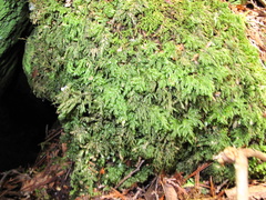 Thamnobryum alleghaniense