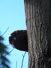 Inocutis tamaricis