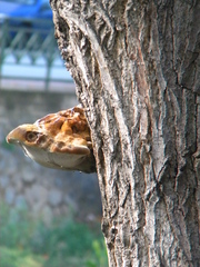 Inocutis tamaricis