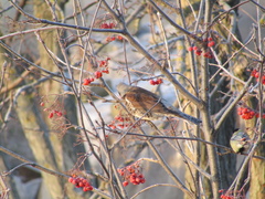 Turdus pilaris